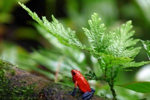 La Fortuna: Dovendyr og kaffe, sjokolade og sukkerrør