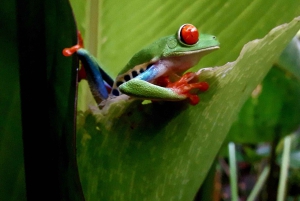 La Fortuna: Dovendyr og kaffe, sjokolade og sukkerrør