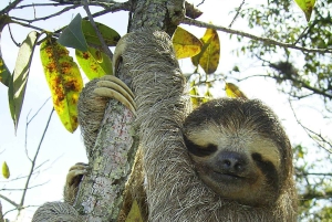 La Fortuna: Dovendyr og kaffe, sjokolade og sukkerrør