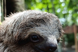 La Fortuna: Dovendyr og kaffe, sjokolade og sukkerrør