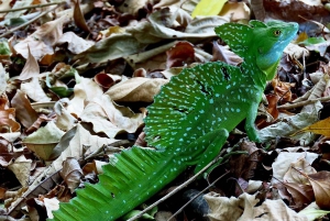 La Fortuna: Dovendyr og kaffe, sjokolade og sukkerrør