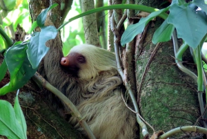 La Fortuna: Dovendyr og kaffe, sjokolade og sukkerrør