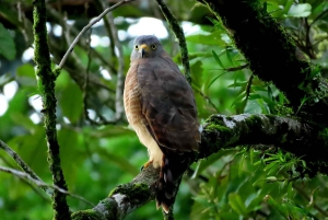 La Fortuna: Dovendyr og kaffe, sjokolade og sukkerrør