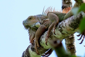 La Fortuna: Dovendyr og kaffe, sjokolade og sukkerrør
