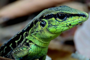 La Fortuna: Dovendyr og kaffe, sjokolade og sukkerrør