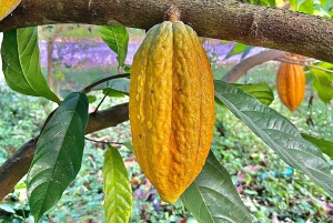 La Fortuna: Dovendyr og kaffe, sjokolade og sukkerrør