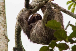 La Fortuna: Dovendyr og kaffe, sjokolade og sukkerrør