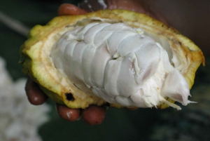 La Fortuna: Dovendyr og kaffe, sjokolade og sukkerrør