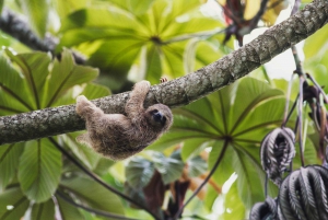 La Fortuna: Launa Fortuna: Pienryhmä Perhefarmi & Sloth Experience