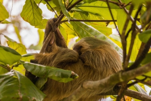 La Fortuna: Launa Fortuna: Pienryhmä Perhefarmi & Sloth Experience