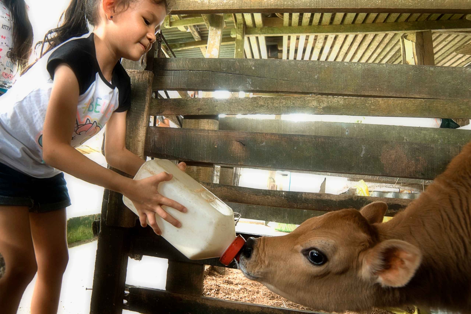 La Fortuna: Halvdagsupplevelse på Campesino-gård i liten grupp