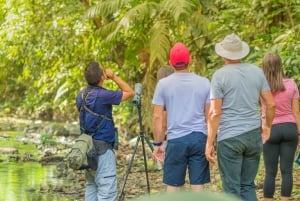 La Fortuna: Small-Group Sloth Watching Experience