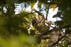 La Fortuna: Small-Group Sloth Watching Experience