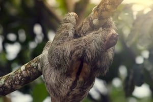 La Fortuna: Small-Group Sloth Watching Experience