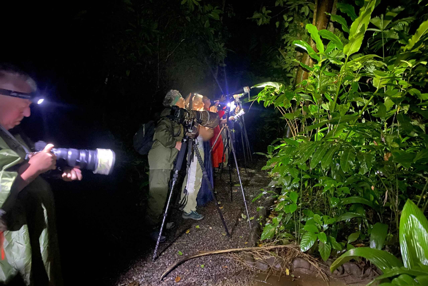 La Fortuna : Symphonie de la forêt tropicale Meilleure expédition de nuit