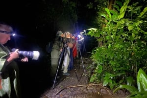 La Fortuna: Symphony of the Rainforest Best Night Expedition