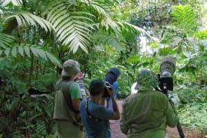 La Fortuna: Symphony of the Rainforest Best Night Expedition