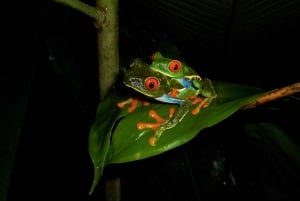 La Fortuna: Symphony of the Rainforest Best Night Expedition