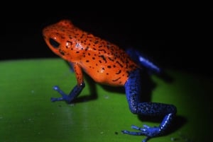 La Fortuna: Symphony of the Rainforest Best Night Expedition