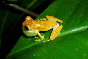 La Fortuna: Symphony of the Rainforest Best Night Expedition