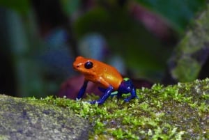 La Fortuna: Symphony of the Rainforest Best Night Expedition