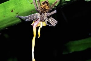 La Fortuna: Symphony of the Rainforest Best Night Expedition