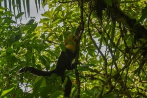 Città di La Fortuna: Tour del Rio Celeste e del Parco Nazionale Tenorio