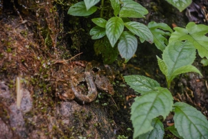 Città di La Fortuna: Tour del Rio Celeste e del Parco Nazionale Tenorio