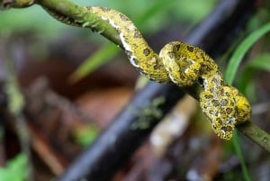 Città di La Fortuna: Tour del Rio Celeste e del Parco Nazionale Tenorio