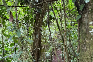 La Fortuna: Vulkanwanderung und Picknick