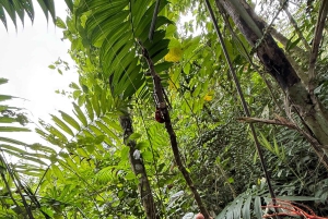 La Fortuna: Vulkanwanderung und Picknick