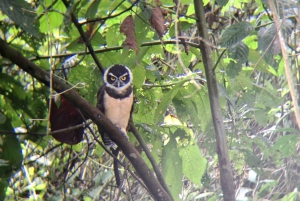 La Fortuna: Vulkanwanderung und Picknick