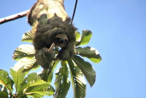 La Fortuna: Vulkanwanderung und Picknick