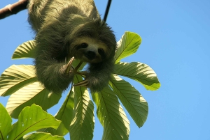 La Fortuna: Vulkanwanderung und Picknick
