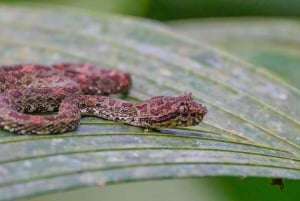 Cascata La Fortuna: vulcano Arenal e ponti sospesi