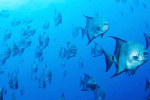 Las Catalinas: Odkryj nurkowanie we Flamingo i Tamarindo