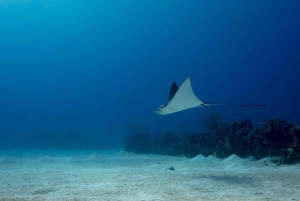 Las Catalinas: Odkryj nurkowanie we Flamingo i Tamarindo