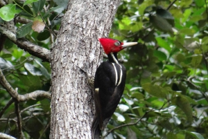 Liberia: Private Bird Watching Tour