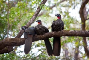 Liberia: Private Bird Watching Tour