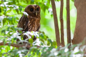Liberia: Private Bird Watching Tour