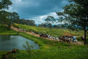 Liberia: Regnskov og vandfald på hesteryg