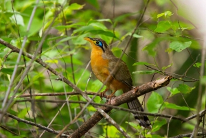 Liberia: Rincón de la Vieja Bird-Watching Tour
