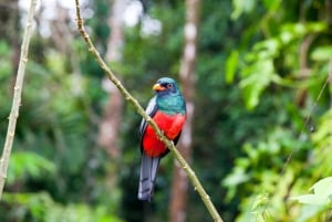 Libéria: passeio de observação de pássaros em Rincón de la Vieja