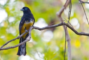 Liberia: Rincón de la Vieja Vogelbeobachtungstour