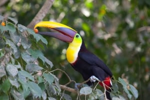 Liberia: Rincón de la Vieja Bird-Watching Tour: Rincón de la Vieja Bird-Watching Tour