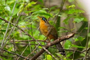 Libéria: passeio de observação de pássaros em Rincón de la Vieja