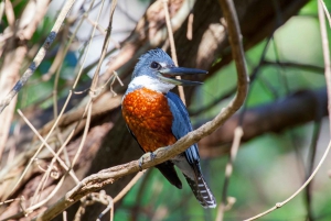 Liberia: Rincón de la Vieja Bird-Watching Tour