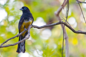 Liberia: Rincón de la Vieja Bird-Watching Tour