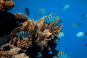 LICENSED Two-Hour Snorkeling Adventure Cahuita National Park