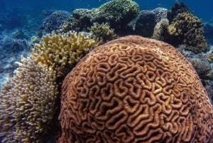 LICENSED Two-Hour Snorkeling Adventure Cahuita National Park